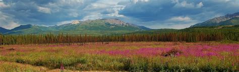 Alaskan Fireweed I Was On The Road From Anchorage To Denal Flickr