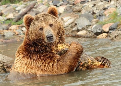 Protection Of Yellowstone Grizzly Bears Has Been Upheld By The Court