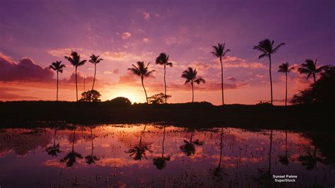 Sunset Palms | Sunset wallpaper, Sunset, Sunrise sunset