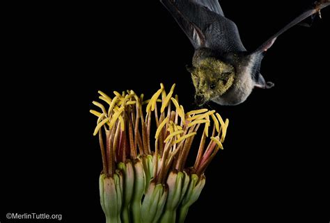 Inspiring Bat Conservation Through Photos Merlin Tuttles Bat