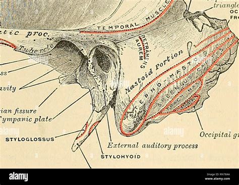 Supramental Hi Res Stock Photography And Images Alamy