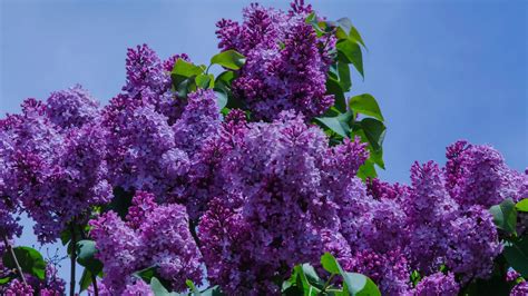Desktop Wallpaper Lilac Purple Flower Spring Hd Image Picture