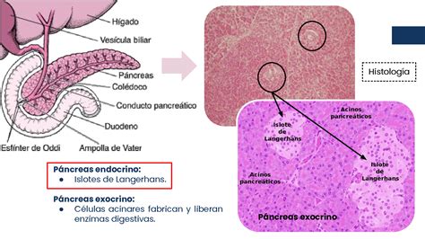 SOLUTION P Ncreas Endocrino Insulina Y Glucag N Fisiolog A Pptx