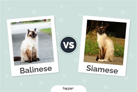 Balinese Vs Siamese Cats The Differences With Pictures Hepper
