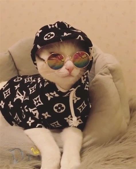 Cats Of Instagram On Instagram From Snowthewhitecat My Gangster