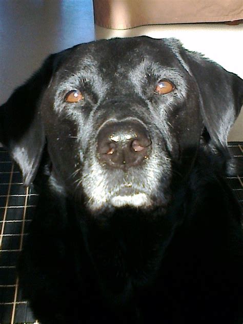 He Looks Like My Potter Cute Dogs Labrador Black Labrador Retriever