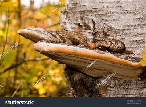 Fungus Growing On Birch Tree Stock Photo 61371598 Shutterstock