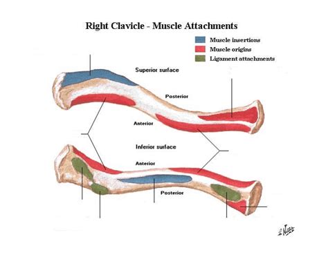 Right Clavicle Muscle Attachments Quiz