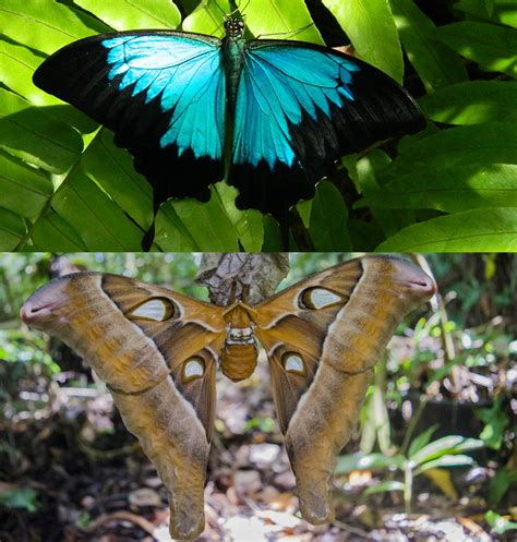 Differences Between Butterflies And Moths Australian Butterfly Sanctuary