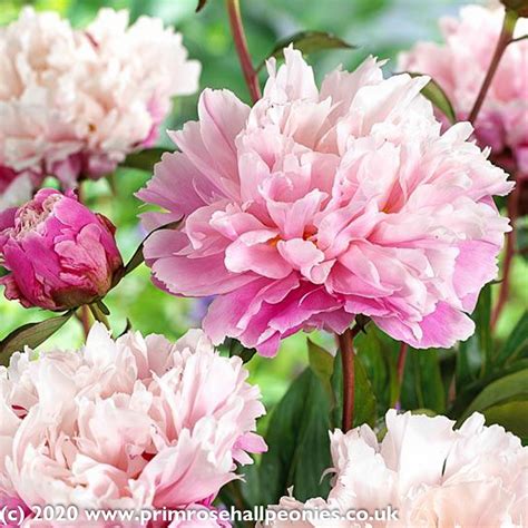 Peonies are showy flowers with large blooms containing multitudes of overlapping petals. Paeonia Peaches and Cream (Mid Season Flowering) (Fragrant)