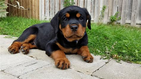 Minimum of 50 dogs earning titles with a minimum of 30 having earned prefix titles. 9 Week Rottweiler Puppy - YouTube