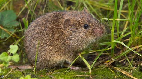 Ratten graben mit 8 bis 20 cm durchmesser größere löcher als mäuse. So vertreiben Sie Wühlmäuse aus Ihrem Garten