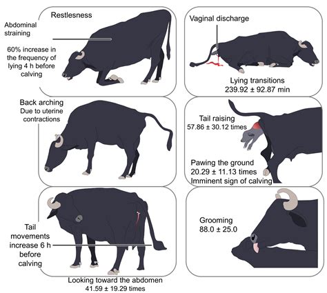 Top 117 What Are The Signs Shown By Farm Animal On Heat