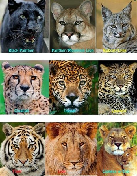 Cheetah Puma Jaguar Panther Tiger Leopard Difference Knute Rockne