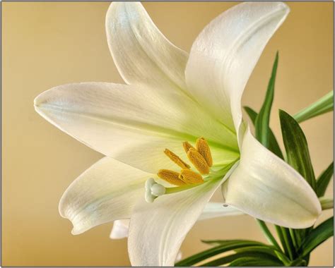 How The Easter Lily Became The Most Popular Easter Flower 1800flowers