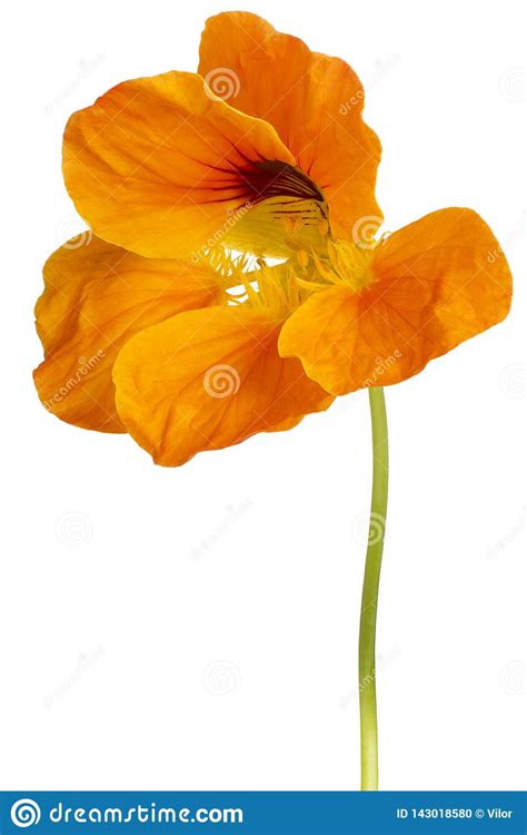 Nasturtium flower isolated stock photo. Image of bloom - 143018580
