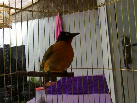 Check spelling or type a new query. Burung Kutilang Emas Tips Cara Merawat Burung Kutilang ...