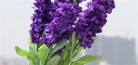 ورد اللافندر 6 فروع 7 رس. فوائد زهرة الخزامى - موضوع