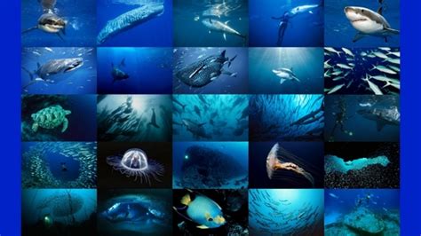 Sea Life Sea Life Wallpaper 32310793 Fanpop