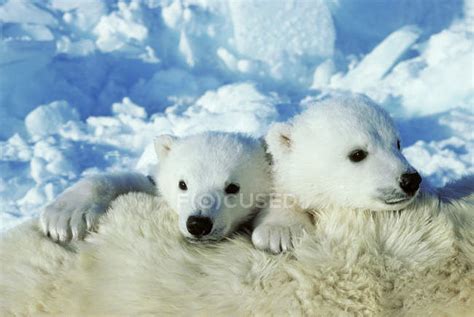 Polar Bear Cubs Cuddling On Female Animal Fur In Snow Of Arctic Canada
