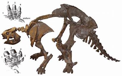 Glyptodon Skull Armadillo Clavipes Giant Skeleton Sloth