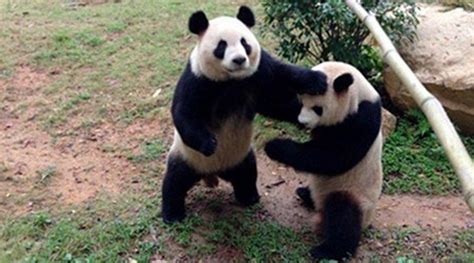 Giant Pandas Stand Up On Hind Legs To Reach Food In Sichuan Sw China