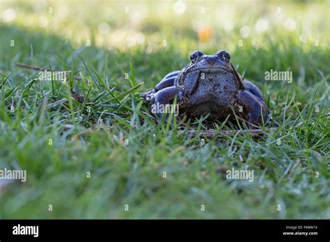 Grass Frog Stock Photo Alamy