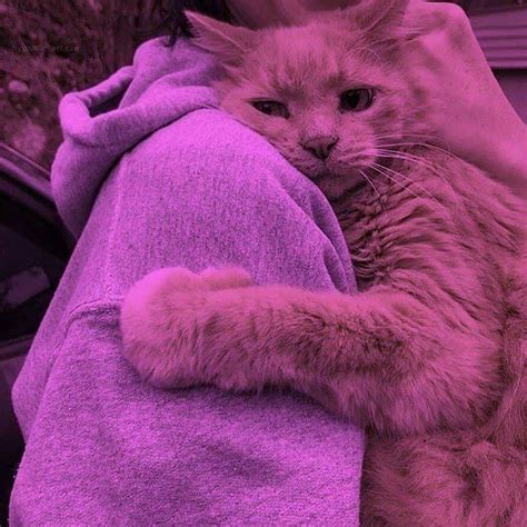 Parisvapes In 2020 Cat Aesthetic Purple Wallpaper Iphone Cats