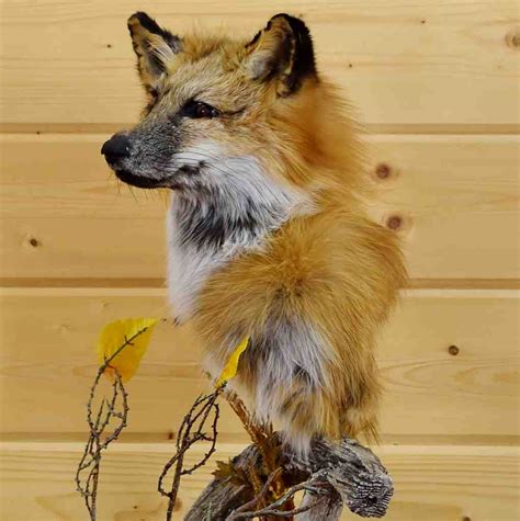 Red Fox Pedestal Taxidermy Mount Sw5211 Ph