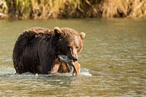 A Kodiak Bear Holds A Fresh Caught Salmon In Its Mouth At Kodiak