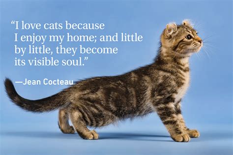 Cat Quotes Every Cat Owner Can Appreciate Readers Digest Canada