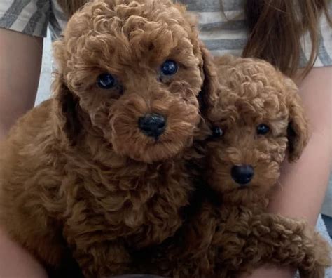 Ready Now 🐾 Female Pedigree Dark Red Toy Poodles Puppies🐾 Dogs