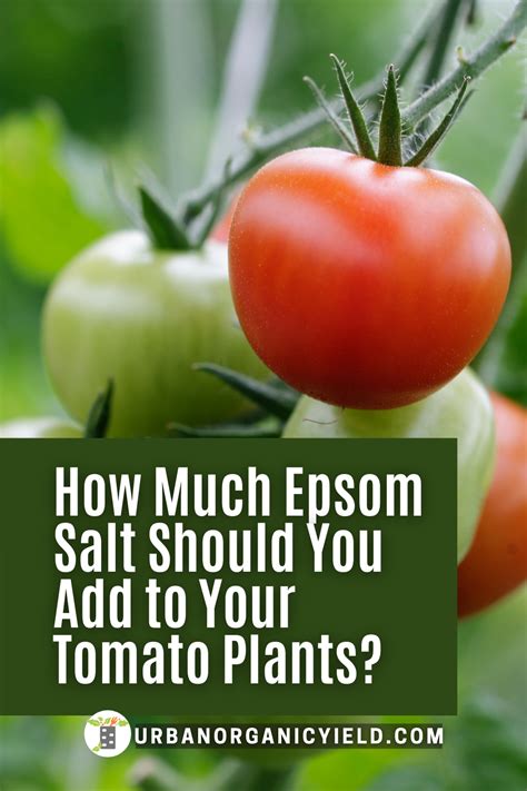 Epsom Salt And Tomato Plants Growing Tomato Plants Tomato Garden