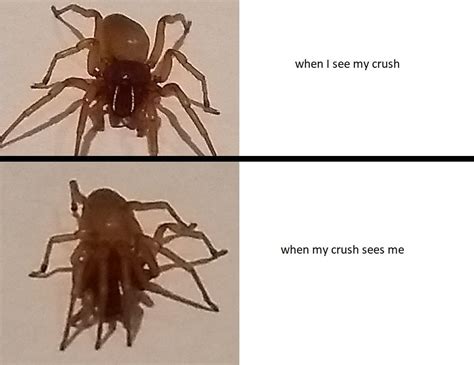 Misunderstood Spider Meme Shower