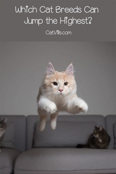 What Cat Breeds Can Jump The Highest Some Of The Strongest Cat Breeds