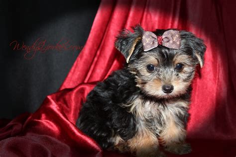 Available Male Yorkshire Terrier Puppies For Sale in TX | Wendys Yorkies