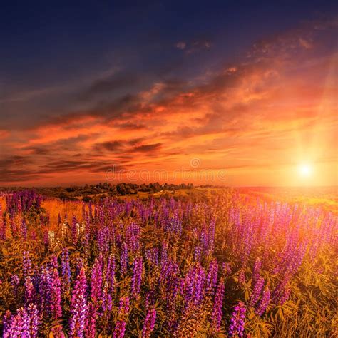 Majestic Dramatic Scene Fantastic Sunset Over The Meadow With Flowers