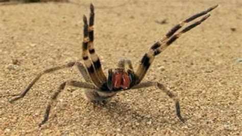 Uma destas aranhas é a chamada aranha armadeira. ARANHA ARMADEIRA - PERIGO NO SEU JARDIM - Saniway Saúde ...