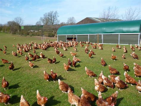 Chicken Farm For Eggs Farm House