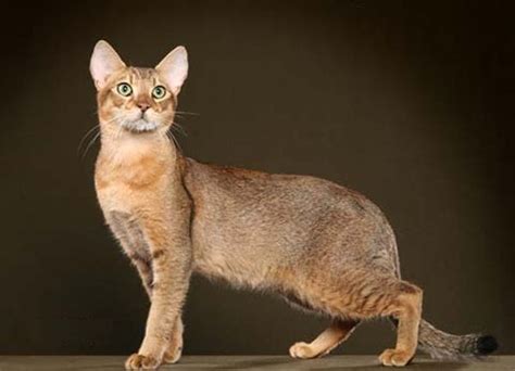 Chausie Chausie Cat Cat Breeds Cat Anatomy