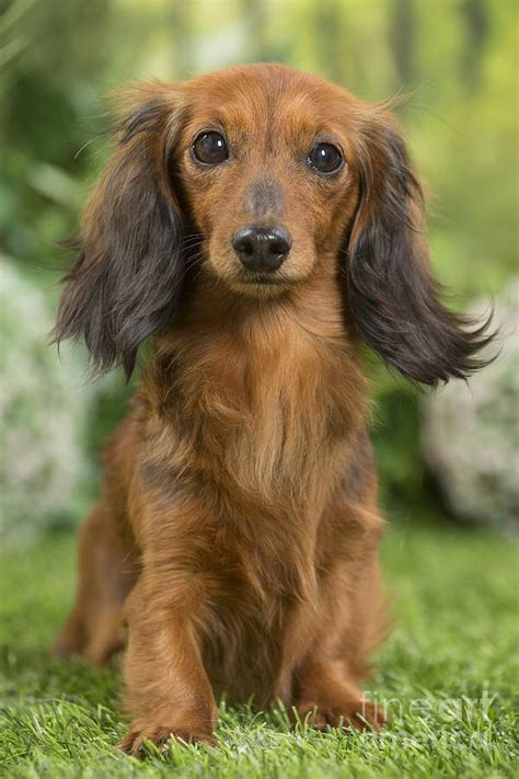 Long Haired Dachshund Dog Photograph By Mary Evans Picture Library