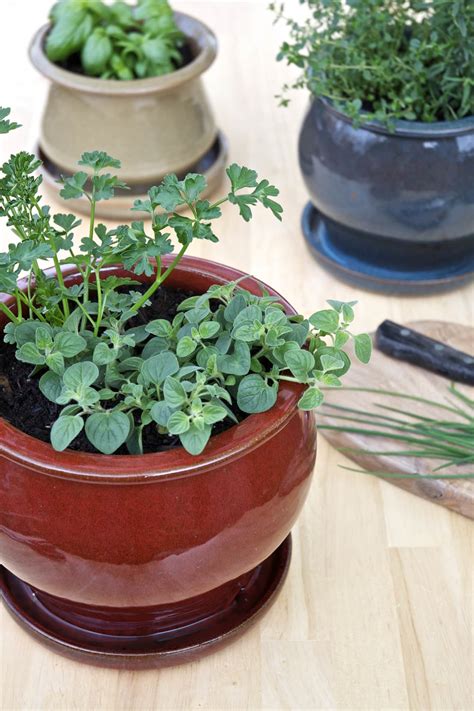 Kitchen countertop herb garden ideas. Tips for a Small-Space Kitchen Herb Garden | Kitchn