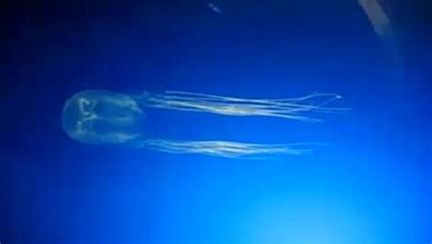 Baby Box Jellyfish Chironex Fleckeri On Vimeo