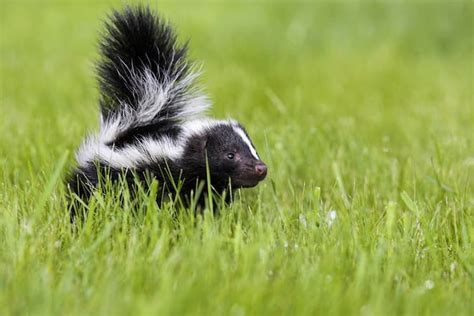 How To Stop Skunks From Digging In Your Lawn Skunk Control