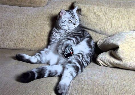 Ten Cats Who Hog The Tv Remote And Control What Theirs Watch