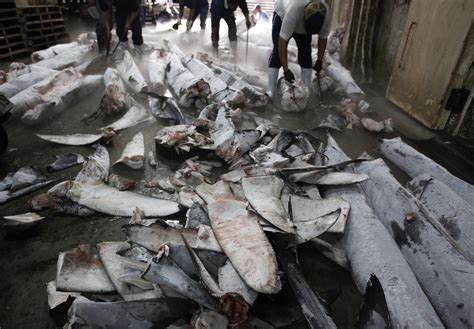 Overfishing And Shark Finning Speeding Up Climate Change