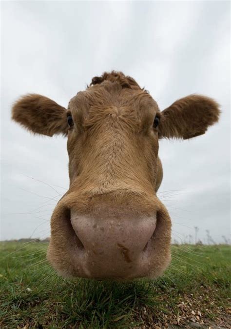 Cow Cow Pictures Animal Pictures Barn Animals Cute Animals Sweet