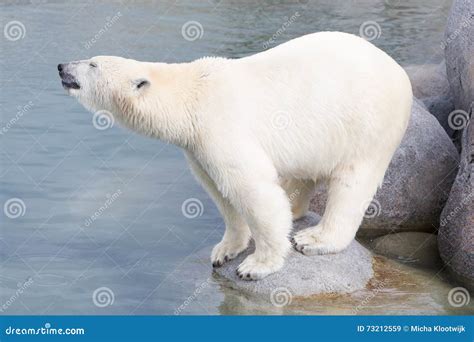 Close Up Of A Polarbear Icebear Stock Image Image Of Ursus Animals