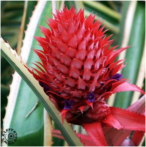Pineapple Bromeliad Plant And Nature Photos A Left Eyed View