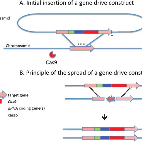 Principle Of A Gene Drive A Initial Integration Of A Gene Drive